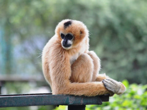 Zoo věří, že prolomí smůlu s odchovem gibona bělolícího, předchozí mládě uhynulo