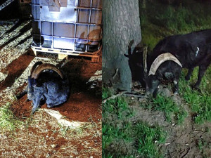 Žena zažila scénu jako ze satanského hororu. Ulicí se o půlnoci belhal černý kozel