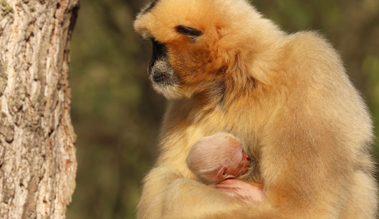 Zoo věří, že prolomí smůlu s odchovem gibbona bělolícího, předchozí mládě uhynulo
