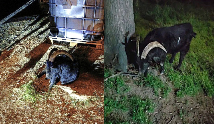 Žena zažila scénu jako ze satanského hororu. Ulicí se o půlnoci belhal černý kozel