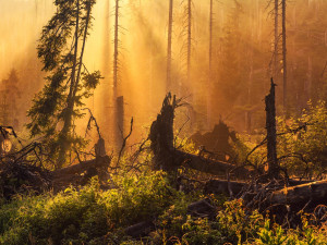 NP Šumava je krůček od nejvyšší světové ligy, ohrozit to ale může novela zákona