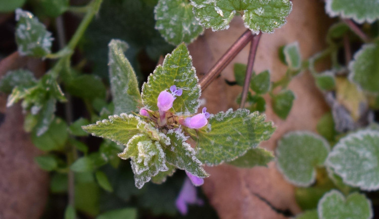 O víkendu se v kraji mírně oteplí. V noci hrozí stále přízemní mrazíky