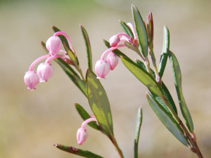 Přírodní rezervace v Českém lese už přes 50 let chrání vzácná rašeliniště