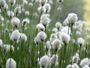 Přírodní rezervace v Českém lese už přes 50 let chrání vzácná rašeliniště