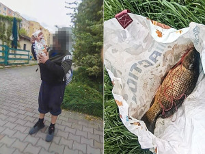 Zahraniční pytlák utíkal od rybníka s kaprem pod bundou. Ryba měla háček v tlamě