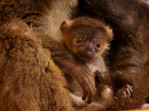 Dvojčata lemurů běločelých dělají radost chovatelům v plzeňské zoo