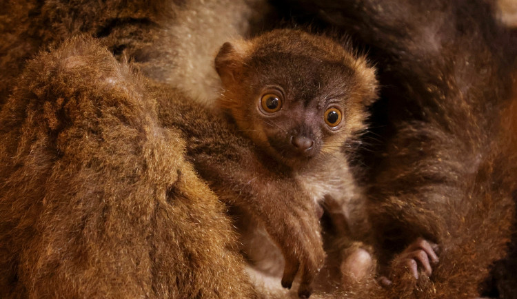 Dvojčata lemurů běločelých dělají radost chovatelům v plzeňské zoo