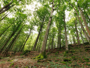 CHKO Český les má v Bělé výstavu k 20 letům existence, bude na deseti místech. Foto: Facebook / Agentura ochrany přírody a krajiny