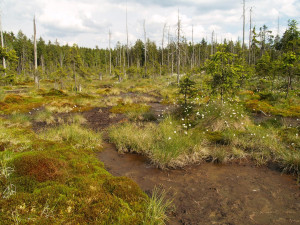 CHKO Český les má v Bělé výstavu k 20 letům existence, bude na deseti místech. Foto: Facebook / Agentura ochrany přírody a krajiny