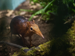 Jako myška s chobůtkem, plzeňská zoo vůbec poprvé chová bércouna Petersova