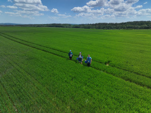 Největší český pivovar s vědci zkoumá možnosti pěstování sladovnického ječmene