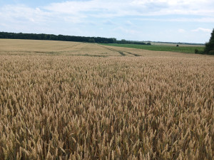 Největší český pivovar s vědci zkoumá možnosti pěstování sladovnického ječmene