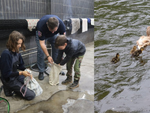 Ke krajskému soudu opět nakráčela kachna s mláďaty. Zadržela je vězeňská služba
