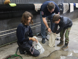 S odchytem kachen pomáhali malým expertům ze záchranné stanice i pracovníci vězeňské služby