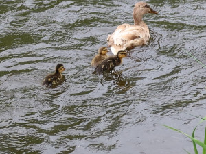 Spokojená máma s rodinkou