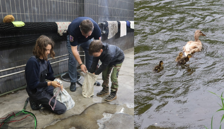S odchytem kachen pomáhali malým expertům ze záchranné stanice i pracovníci vězeňské služby