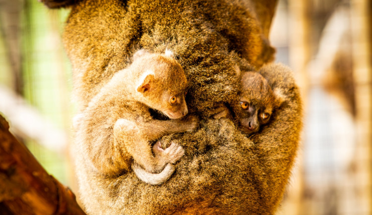 Ostravská zoo se raduje z prvních mláďat vzácných lemurů širokonosých