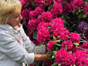 VIDEO: Slavné rododendrony v Jarově už kvetou a opět hýří barvami