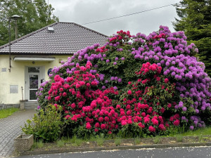 VIDEO: Slavné rododendrony v Jarově už kvetou a opět hýří barvami