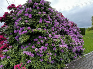 VIDEO: Slavné rododendrony v Jarově už kvetou a opět hýří barvami