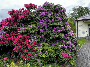 VIDEO: Slavné rododendrony v Jarově už kvetou a opět hýří barvami
