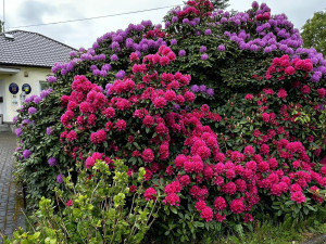VIDEO: Slavné rododendrony v Jarově už kvetou a opět hýří barvami