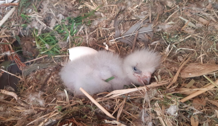 Úspěch. V liberecké zoo přišla na svět mláďata několika ohrožených druhů