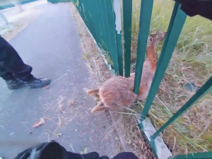 VIDEO: Srnec zůstal uvězněný v plotě, strážníci si vzali na pomoc hever