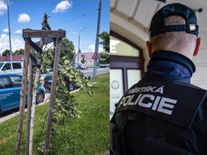 Tarzan opakovaně řádil v ulicích. Napadal chodce, zlomil strom a útočil na zastávku MHD