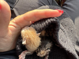 Několik hodin stará koťata zoufale mňoukala mezi střepy na dně kontejneru