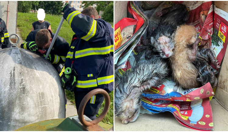 Několik hodin stará koťata zoufale mňoukala mezi střepy na dně kontejneru