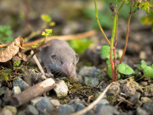 Smrtící virus zabil muže v Bavorsku, nemoc přenáší rejsci žijící také v Česku
