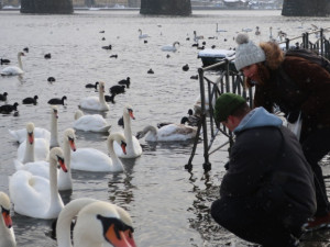 Tak to vypadalo při zimním sčítání labutí