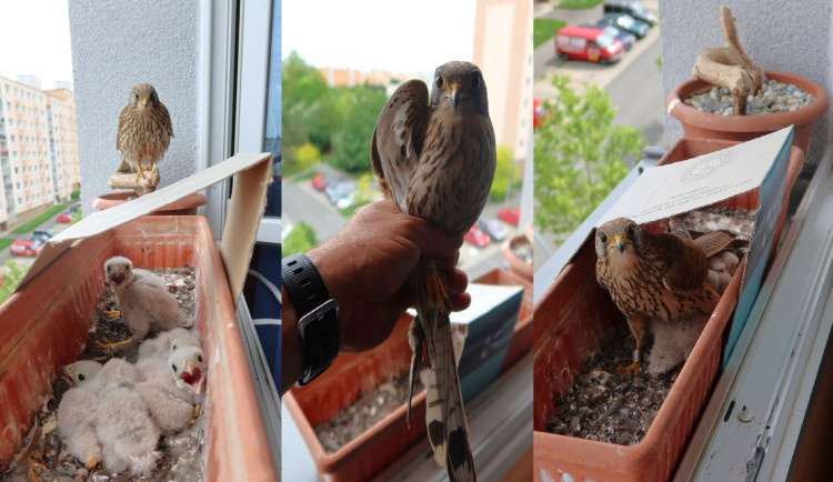 Poštolka opět vyvedla mláďata v truhlíku za oknem v pátém patře paneláku