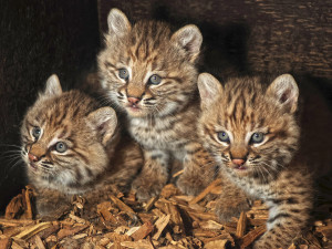 Zoo se na Mezinárodní den rysů pochlubila třemi roztomilými koťaty