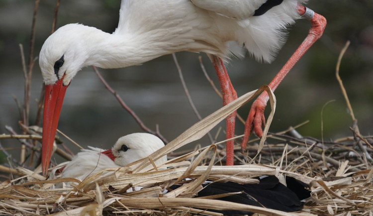 Městské slavnosti v Písku budou bez ohňostroje. Důvodem je ochrana čápa bílého