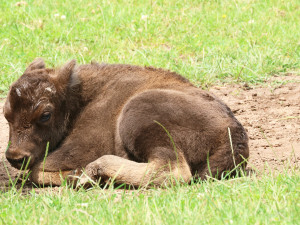 V plzeňské zoo přišel na svět sameček zubra evropského, jde už o 17. zubří mládě