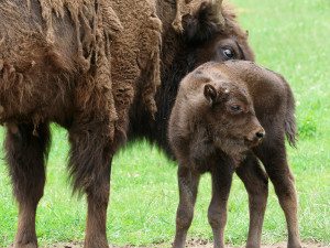 V plzeňské zoo přišel na svět sameček zubra evropského, jde už o 17. zubří mládě