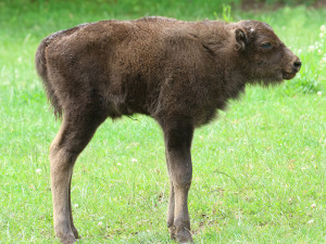 V plzeňské zoo přišel na svět sameček zubra evropského, jde už o 17. zubří mládě