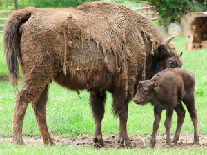 V plzeňské zoo přišel na svět sameček zubra evropského, jde už o 17. zubří mládě