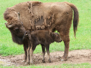 V plzeňské zoo přišel na svět sameček zubra evropského, jde už o 17. zubří mládě