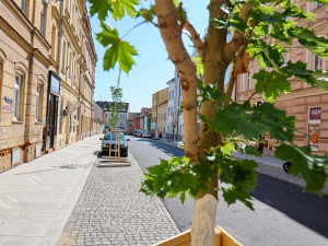 Asfalt nahradila žula a přibyly i stromy, Purkyňova ulice prošla proměnou