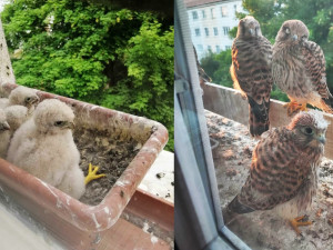 Poštolky úspěšně vyvádějí mladé za okny bytů. Známe další dojemné příběhy z Česka