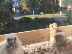 Takto vyrůstají poštolky za oknem bytu Petry Mitrović v Tachově