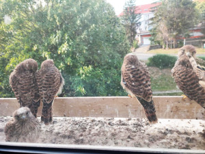 Takto vyrůstají poštolky za oknem bytu Petry Mitrović v Tachově