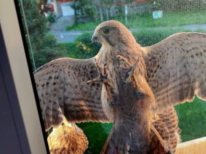 Takto vyrůstají poštolky za oknem bytu Petry Mitrović v Tachově