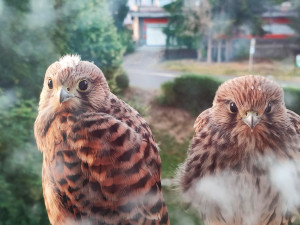 Poštolky úspěšně vyvádějí mladé za okny bytů. Známe další dojemné příběhy z Česka
