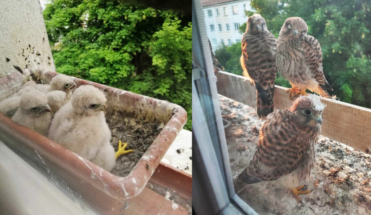 Takto vyrůstají poštolky za oknem bytu Petry Mitrović v Tachově