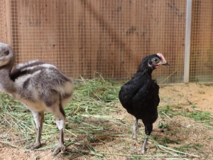 Poprvé se v plzeňské zoo vylíhlo mládě nandu Darwinova, společnost mu dělá české kuře