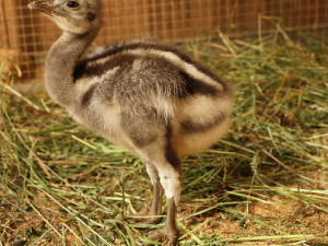 Poprvé ve v plzeňské zoo vylíhlo mládě nandu Darwinova, společnost mu dělá české kuře
